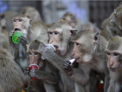 日本“人猴大战”最新进展：61人受伤，两只公猴被抓获