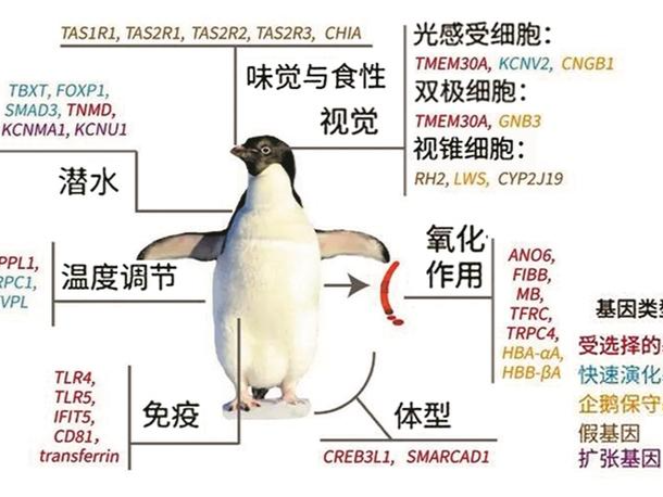 南极和赤道都能生存，华大参与揭示企鹅的“基因秘密”