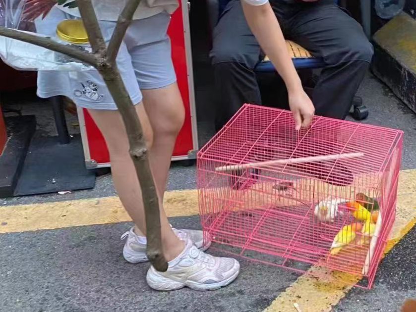 深圳一公园多只宠物鹦鹉疑被放生，市民连夜冒雨救援