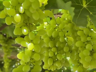 时政Vlog丨吐鲁番的葡萄熟了！