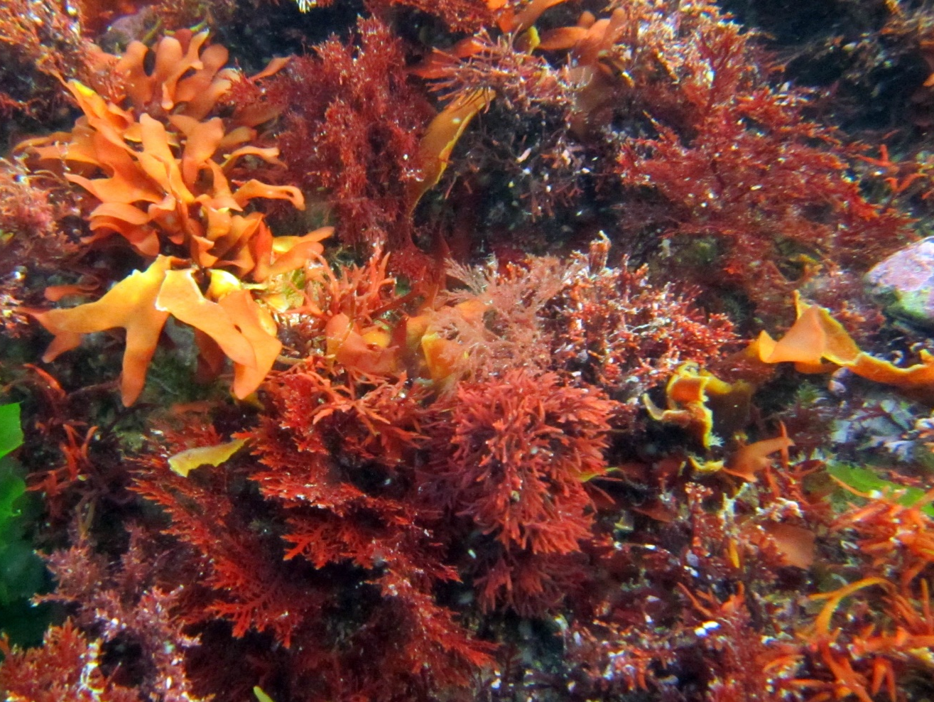 《科学》评述新发现！红藻水下传粉，动物这般“做媒”