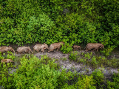 云南野生亚洲象种群数量增至360头左右