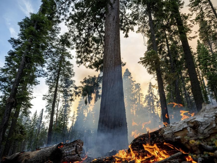 美加州山火起火面积扩大至6.7平方公里 危及千年古树
