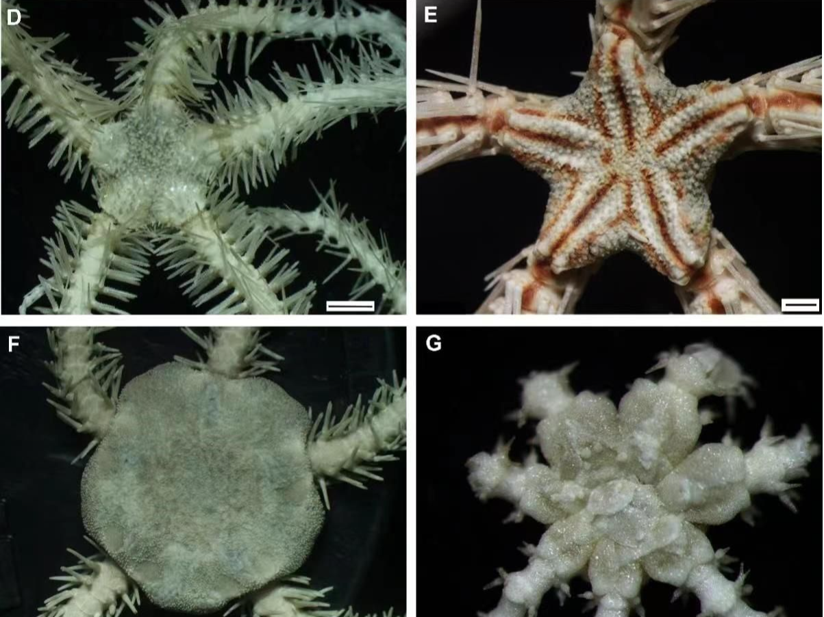 中科院深海所等发现多个深海新物种及新记录种