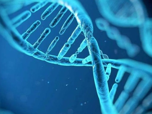中国科学家成功破译裸燕麦基因密码