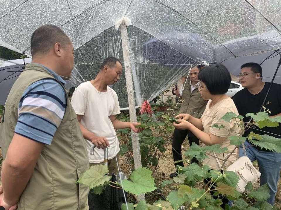 汕头仙城镇设立首个农业科技示范园，科技特派员为乡村振兴赋能添智