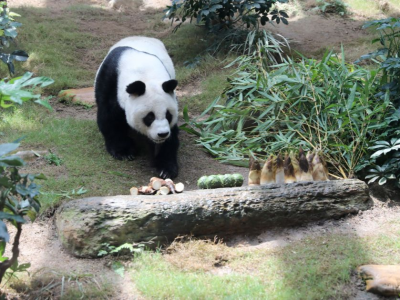香港海洋公园：大熊猫“安安”去世 终年35岁
