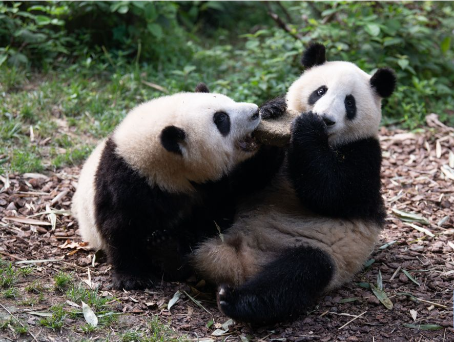 图集 | 大熊猫龙凤胎姐弟“和花”“和叶”迎来生日会