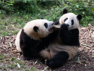 图集 | 大熊猫龙凤胎姐弟"和花""和叶"迎来生日会