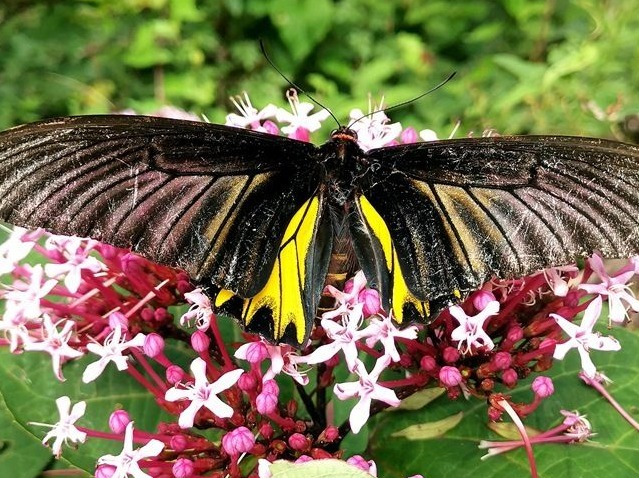 湖北漳河源自然保护区首次发现稀有蝴蝶品种——金裳凤蝶