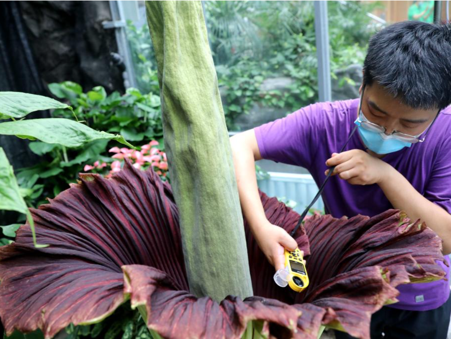 世界珍稀濒危植物巨魔芋花在国家植物园开花