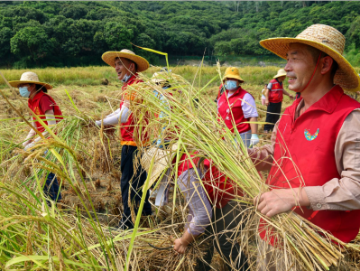 盤活撂荒農田,南山西麗巨人稻喜迎豐收