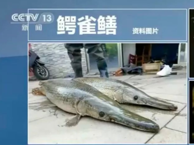 鳄雀鳝引发关注 深圳局地曾发现 专家：外来物种不想养了请专业人员来处理