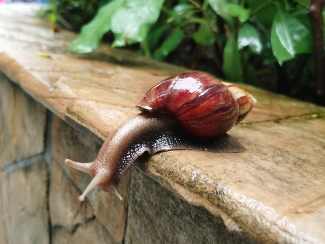 特想问 | 大雨后遍地爬的大蜗牛，为啥不能让孩子碰？