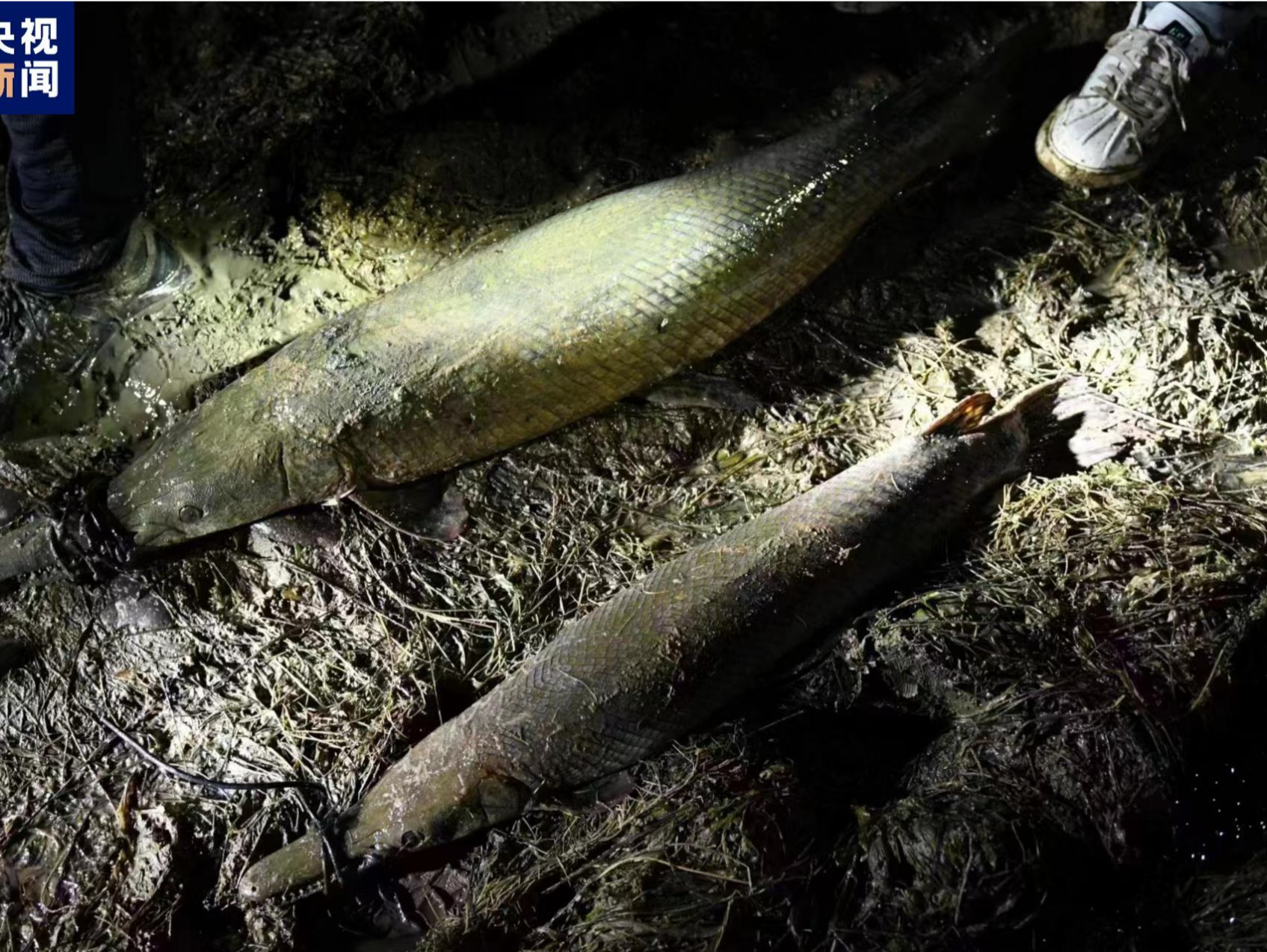 河南汝州市城市公园云禅湖水域发现的“怪鱼”抓住了 系2条鳄雀鳝