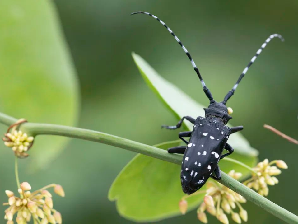 “万物生”摄影展作品揽胜：镜观虫鸣 倾听坪意