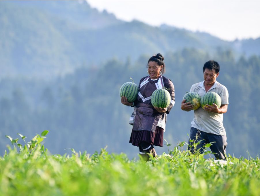 一起吃瓜！中国如何实现西瓜产量全球第一？