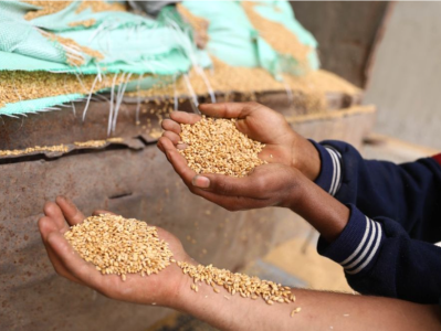 印度收紧小麦出口 埃及“提醒”协议有效