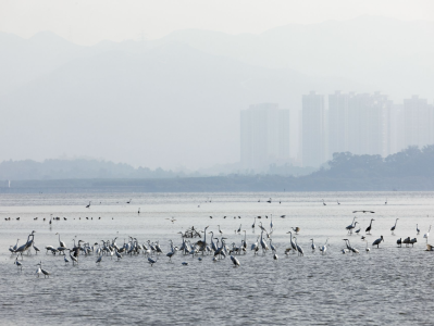 深圳河口红树林生态修复监测项目启动