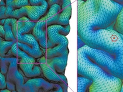 高清大脑皮层发育新图谱绘成，为研究自闭症提供强大的新方法
