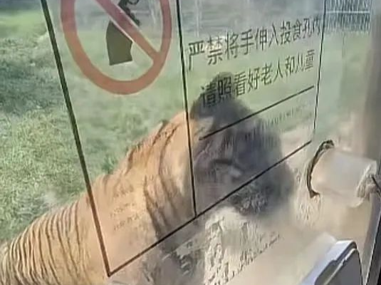 济南野生动物园虎区玻璃碎裂 游客：当时距离仅5厘米