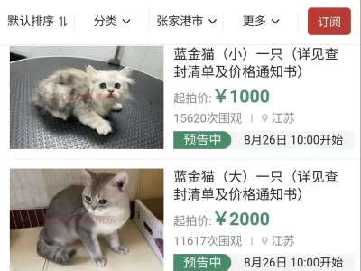 男子欠钱不还，12只猫咪被拍卖！动物活体拍卖不再罕见