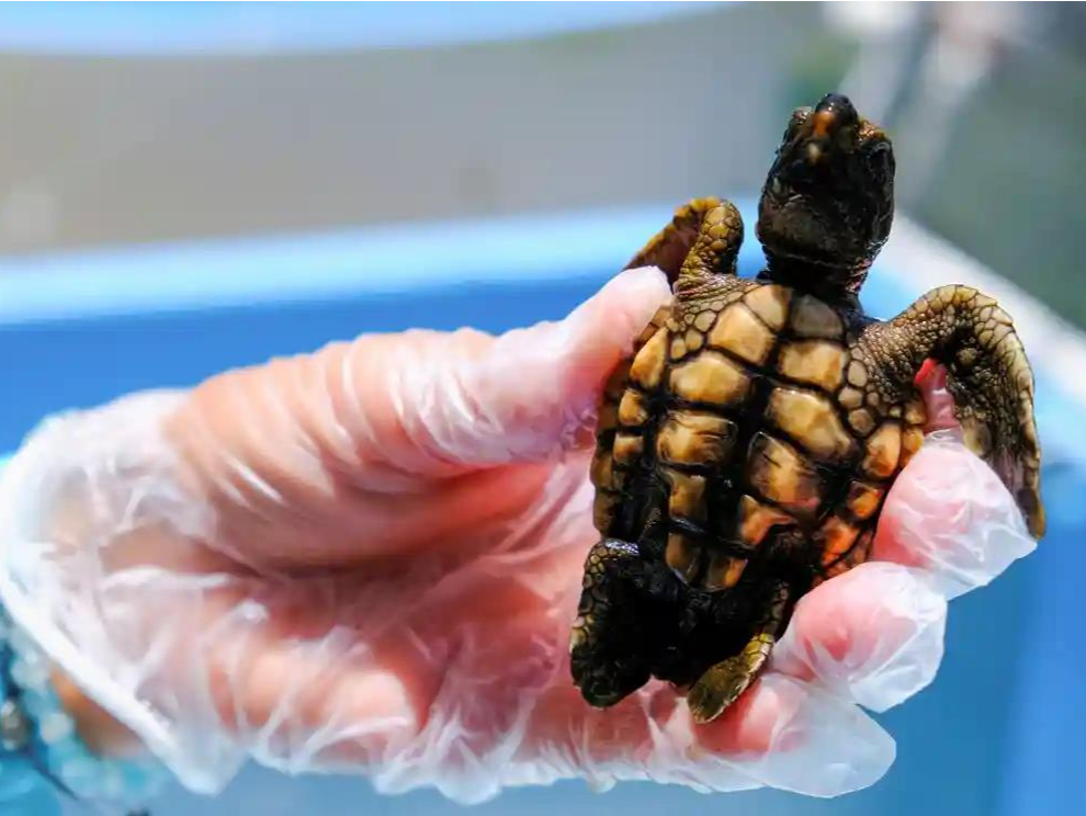 气候变化致美佛罗里达海岸新生海龟性别比失衡：过去四年全为雌性
