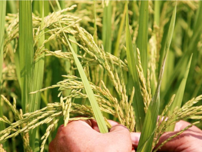 今年我国早稻产量2812万吨 增长0.4%
