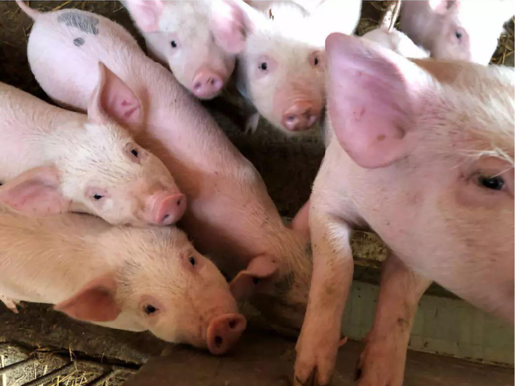 国家统计局：7月下旬生猪价格下跌6.2%