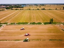 夏粮收购进展顺利，小麦旺季收购超5000万吨