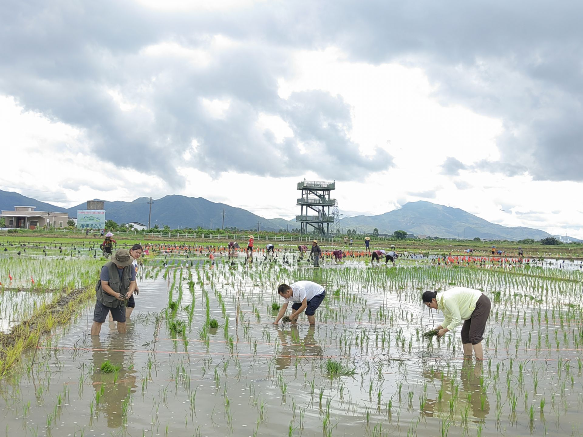 海丰可塘镇万亩油占米示范基地种下稻田画，9月下旬将可开始观赏