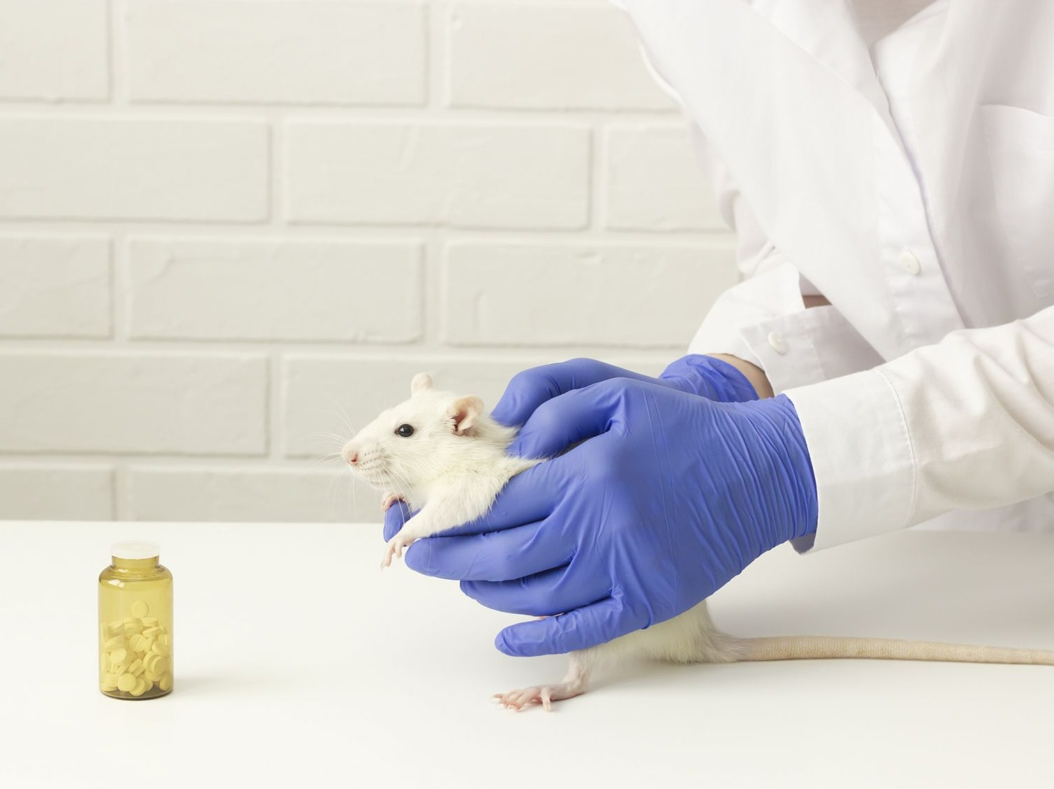 以色列用小鼠干细胞培育出鼠胚胎模型 未来或实现人造人类胚胎用于器官移植