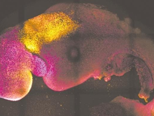 干细胞来源的合成小鼠胚胎生成，有清晰脑区域及搏动心脏样结构