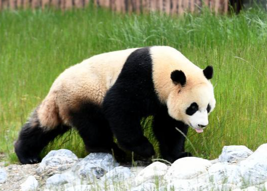 英媒：新研究发现大熊猫600万年前曾生活在欧洲