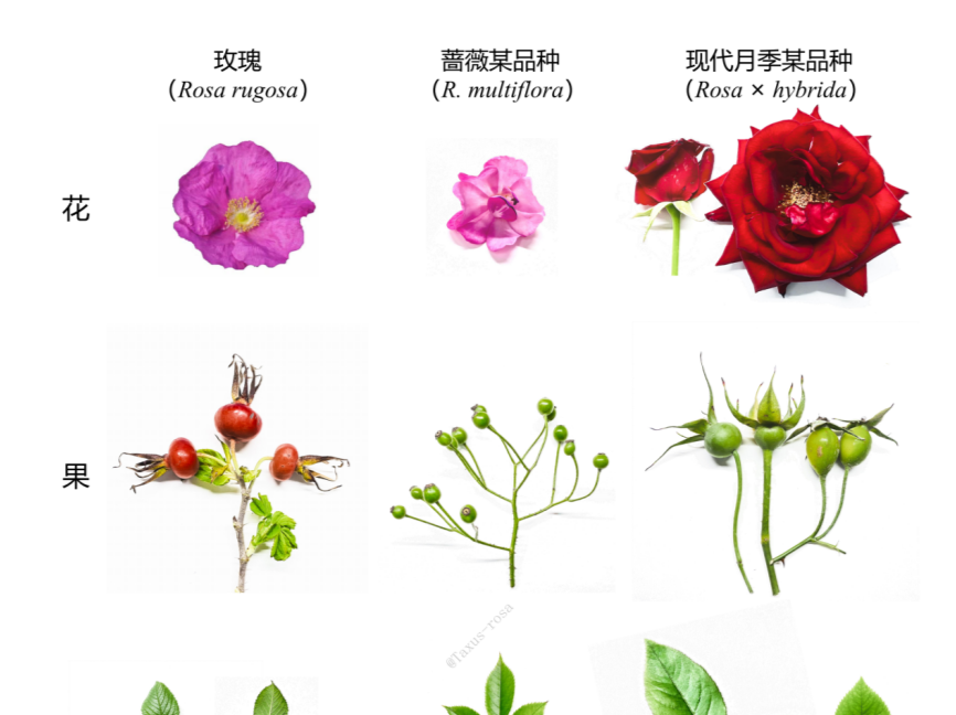 你买的是玫瑰还是“玫瑰”？七夕选花前看看这篇，别送错了……