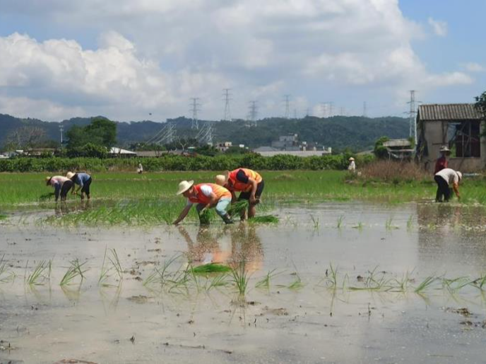 “圳帮扶”在汕头莲华镇引进优质水稻品种推动增产提质
