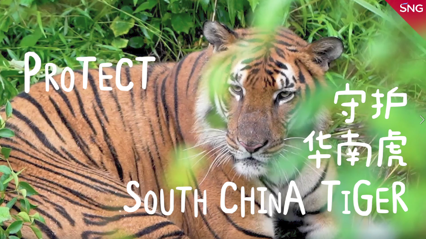 守护比大熊猫还珍稀的华南虎