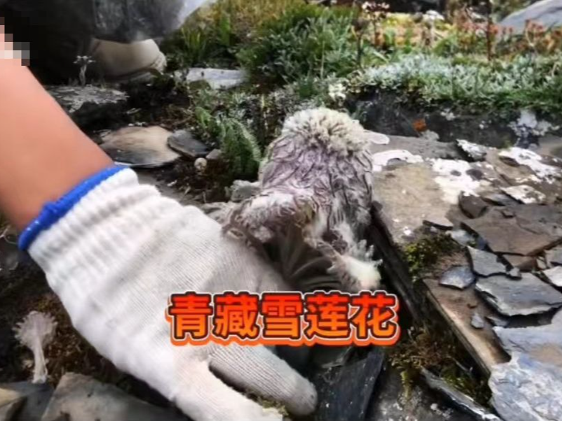 一主播疑在青海采摘濒危植物“水母雪兔子”，相关部门已介入