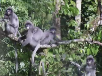 罕见！云南保山拍到上百只国家一级保护动物印支灰叶猴