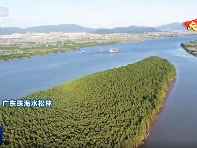 世界最大！珠海斗门竹洲水松林登上央视《新闻联播》