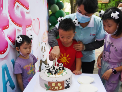 深圳野生动物园大熊猫“园舟”迎来12岁生日