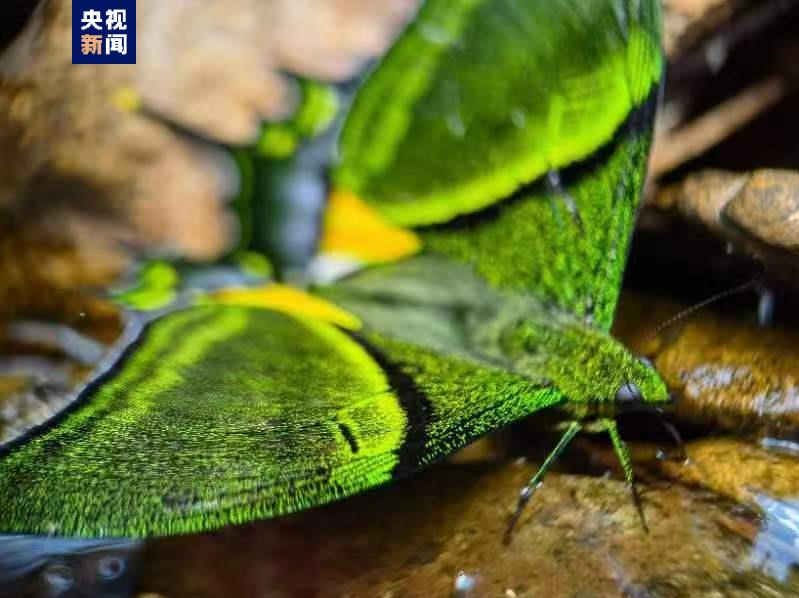 国内首次！成功育出国家一级重点保护动物金斑喙凤蝶雌蝶