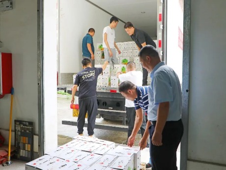 消费协作促进“产业造血”，谢岗购买3500多箱玉屏黄桃