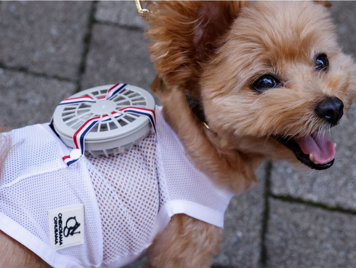 为帮宠物消暑 日本一公司推出宠物可穿戴风扇