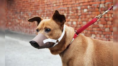 新闻路上说说说丨遛狗必须给狗戴嘴罩，你认为合理吗？