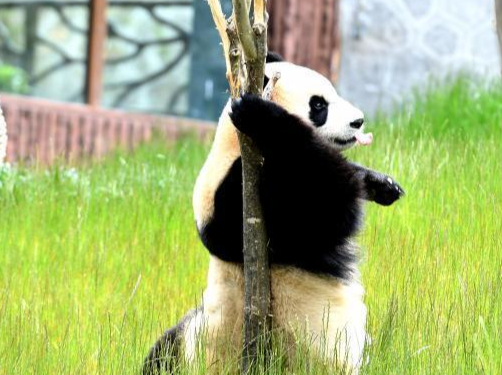 熊猫害怕“熊猫人”吗？