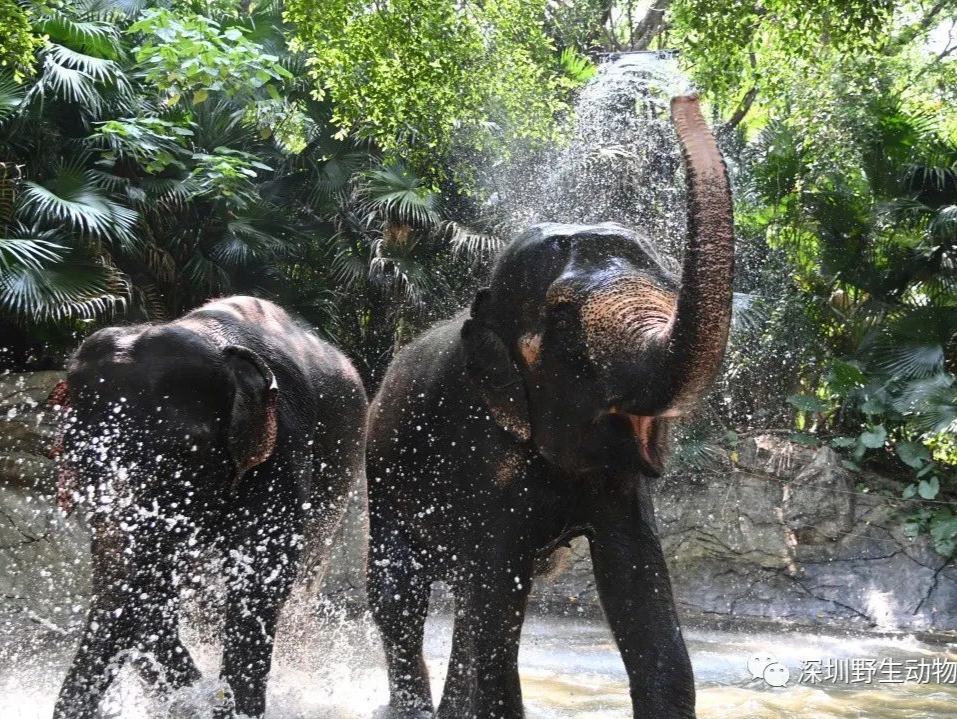 世界大象日丨水中“踢踏舞”庆祝一下吧~
