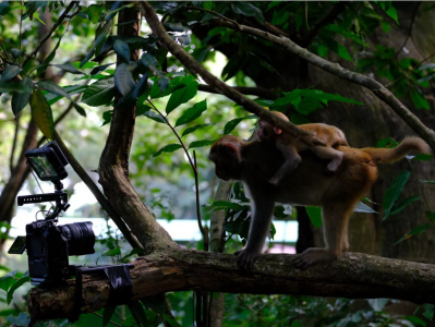 专访 | 深圳自然故事纪录片《野性都市》主创团队：用镜头记录守护深圳青山绿水