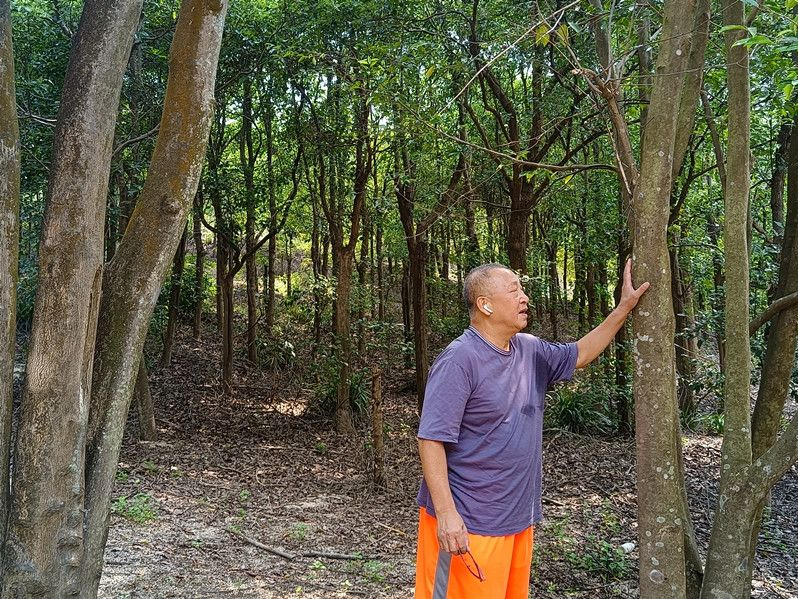 延续千年香脉！中山这位老人用15年时间种出5000亩沉香林