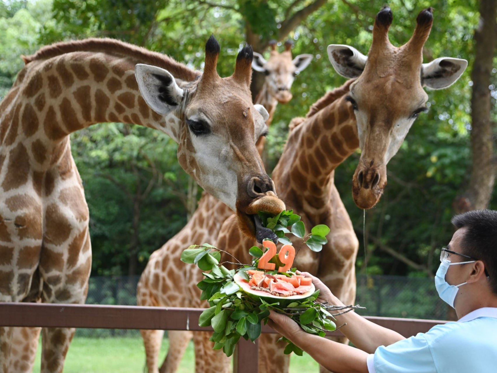 深圳野生动物园喜迎29周年园庆！动物们享受“美食大餐”